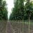 Acer plat. 'Columnare'