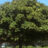 Acer plat. 'Globosum'