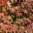 Acer palm. 'Osakazuki'