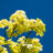 Acer plat. 'Princeton Gold'