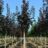 Acer plat. 'Royal Red'