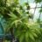 Acer palm. 'Sangokaku' (='senkaki')