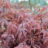 Acer palm. 'Skeeter's Broom'