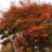 Acer palm. 'Seiryu'
