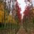 Acer rubr. 'Autumn Flame'
