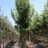 Acer rubr. 'October Glory'