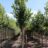 Acer rubr. 'Red Sunset'