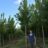 Acer rubr. 'Red Sunset'
