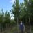 Acer rubr. 'Red Sunset'