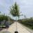 Acer rubr. 'Sun Valley'