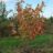 Acer rubrum