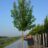 Acer rubrum