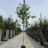 Acer rufinerve
