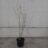 Acer rufinerve