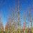 Acer saccharinum 'Laciniatum Wieri'