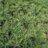 Achillea hybr. 'Taygetea'