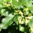Acer tataricum 'Ginnala'