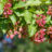Acer tataricum 'Ginnala'