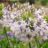 Agapanthus hybr. 'Fireworks'®