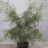 Alnus glut. 'Imperialis'