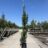Alnus glutinosa 'Pyramidalis'