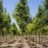 Alnus incana