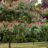 Albizia julibrissin