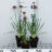 Allium 'Millenium'