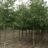 Alnus spaethii