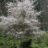 Amelanchier 'Ballerina'