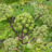 Angelica archangelica