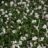 Anemone hybr. 'Dainty Swan'