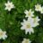 Anemone nemorosa