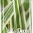 Arundo donax 'Ely'