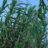 Arundo donax