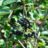 Aronia melanocarpa