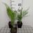 Asparagus officinalis