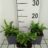 Asplenium scol. 'Angustatum' (= 'angustifolium')