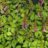 Astilbe chin. 'Pumila'