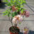 Azalea knaphill in soorten - en var