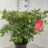 Azalea mollis rood - rouge
