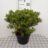 Azalea mollis roze/rose