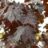 Acer plat. 'Crimson King' (= 'schwedl. nigrum')