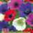 Anemone hybr. 'De Caen' gemengd/mix