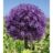 Allium hybr. 'Pinball Wizard'