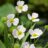 Baldellia ranunculoides