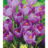 Crocus vernus 'Remembrance'