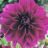 Dahlia (deco) 'Thomas Edison'