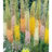 Eremurus hybrides gemengd - mix