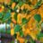 Betula papyrifera